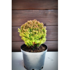 Туя западная Тедди "Teddy" (C2)