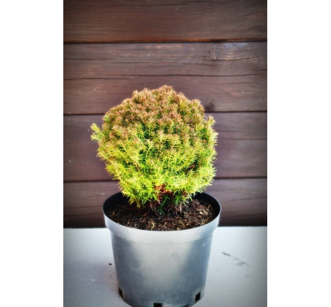 Туя западная Тедди "Teddy" (C2)