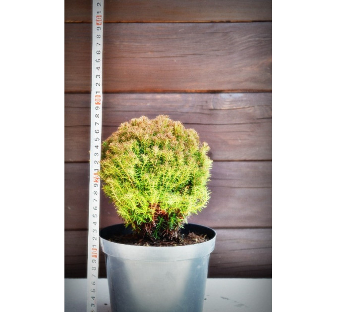 Туя западная Тедди "Teddy" (C2)