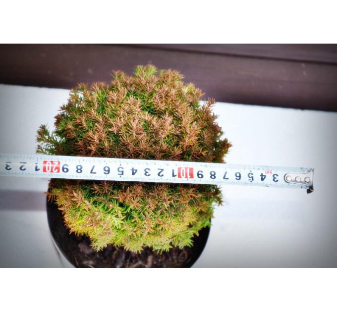 Туя западная Тедди "Teddy" (C2)