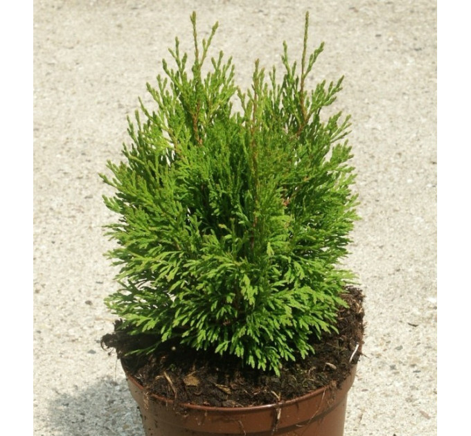 Туя западная Miky, контейнер 3л. H 15-20 см