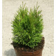 Туя западная Miky, контейнер 3л. H 15-20 см