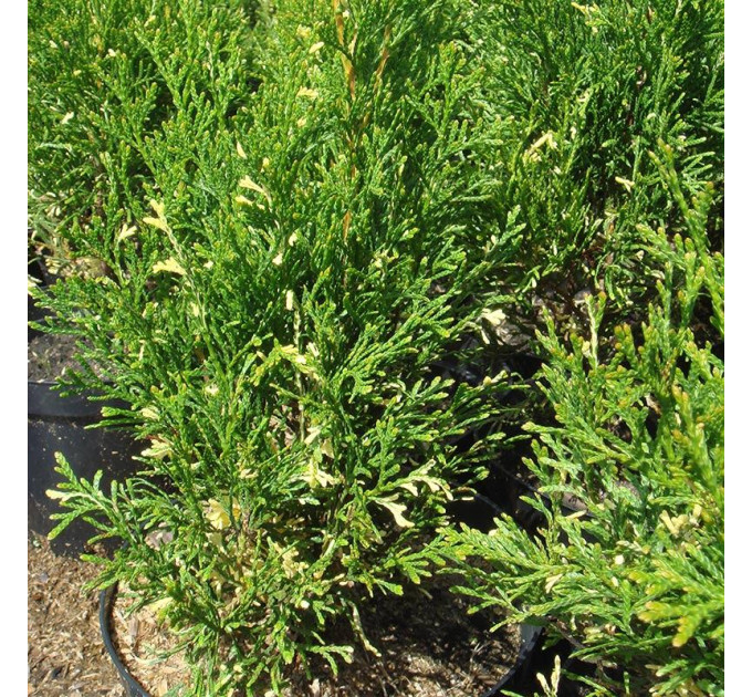 Туя западная Smaragd Variegata, контейнер р9 л H 10-15 см