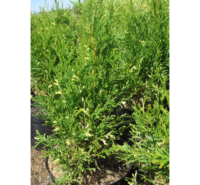 Туя западная Smaragd Variegata, контейнер р9 л H 10-15 см