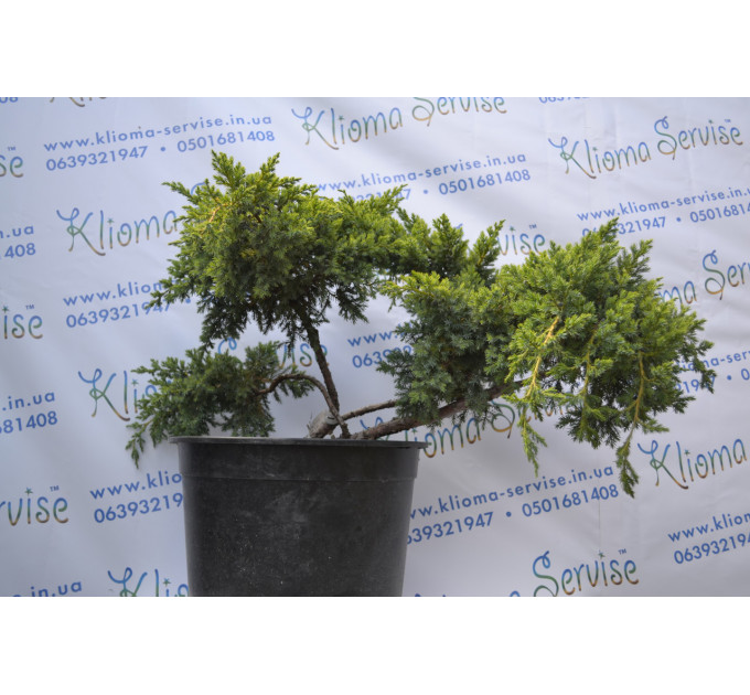 Бонсай Juniper H 60 D 110 (46л.)