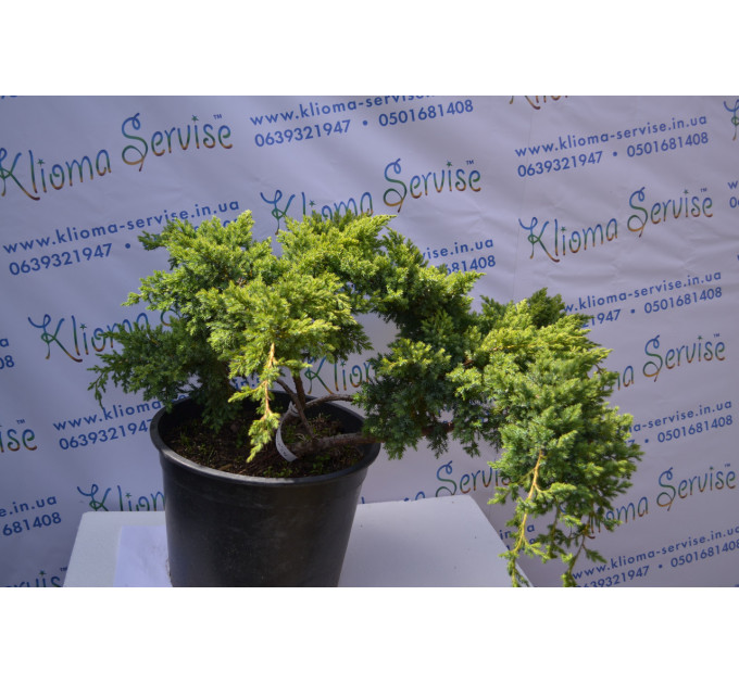 Бонсай Juniper H 60 D 110 (46л.)