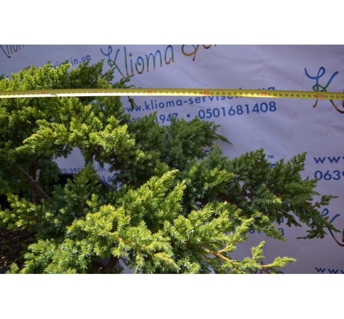 Бонсай Juniper H 60 D 110 (46л.)