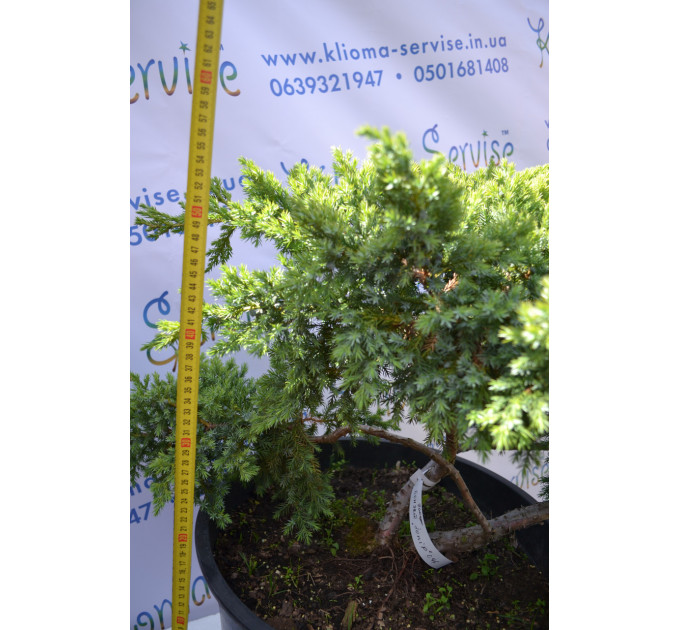 Бонсай Juniper H 60 D 110 (46л.)