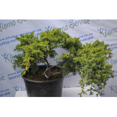 Бонсай Juniper H 60 D 110 (46л.)