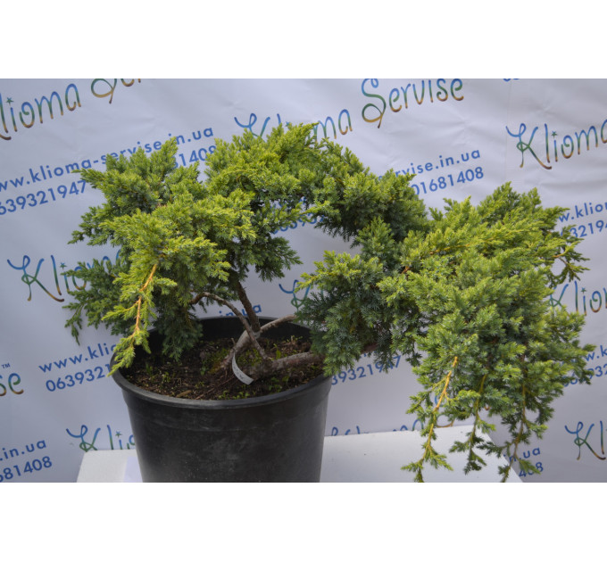 Бонсай Juniper H 60 D 110 (46л.)