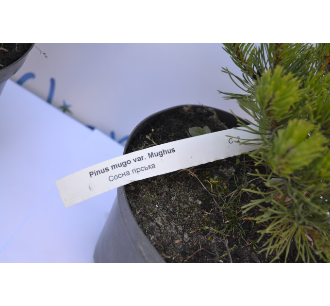 Сосна горная var.Mughus D 20-25 (C2)