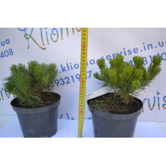 Сосна горная var.Mughus D 20-25 (C2)
