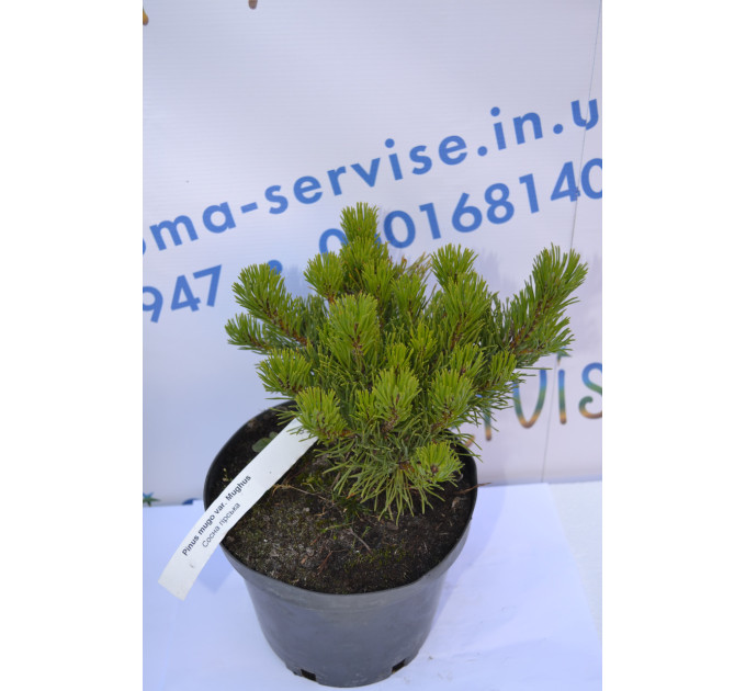 Сосна горная var.Mughus D 20-25 (C2)