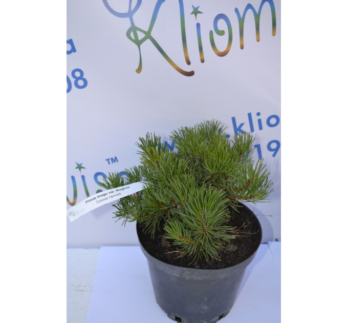 Сосна горная var.Mughus D 20-25 (C2)