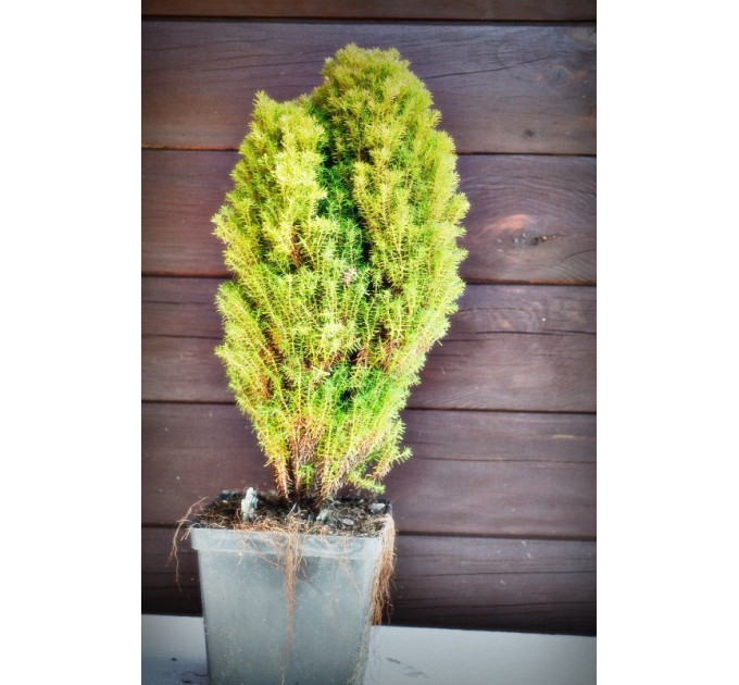 Туя западная Тедди (Teddy) (C2)