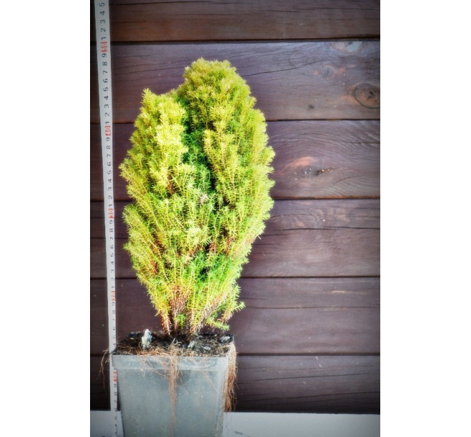 Туя западная Тедди (Teddy) (C2)