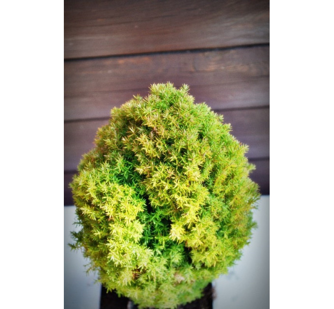 Туя западная Тедди (Teddy) (C2)