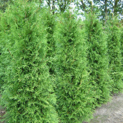 Туя западная Brabant, контейнер 25 л H 100-120 см