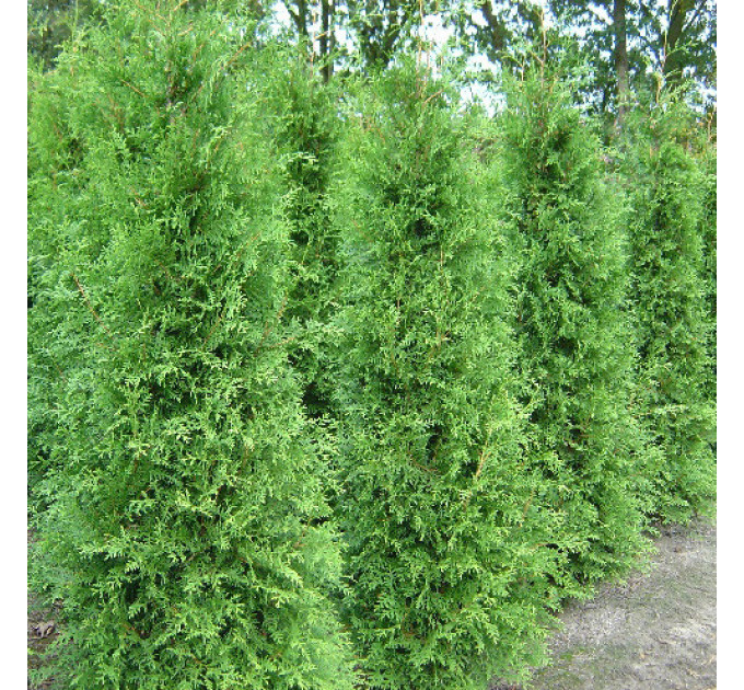 Туя западная Brabant, контейнер 25 л H 100-120 см