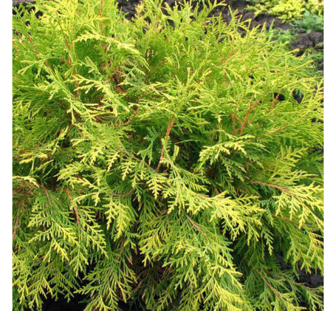 Туя западная «Golden Globe», Р3 H25-35 см