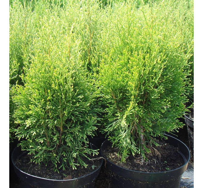 Туя западная Smaragd Witbont, контейнер р9 л H 10-12 см
