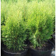 Туя западная Smaragd Witbont, контейнер р9 л H 10-12 см