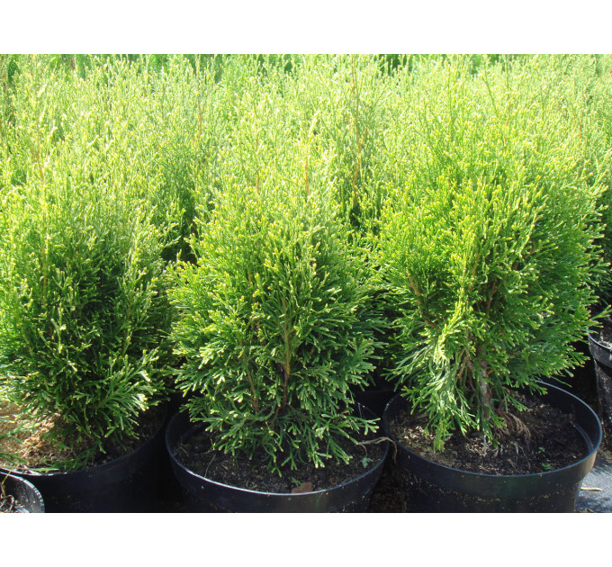 Туя западная Smaragd Witbont, контейнер р9 л H 10-12 см