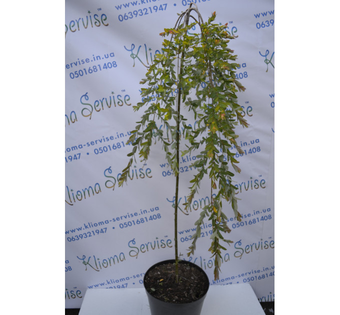 Верба Kilmarnock H 160+ (15л.)