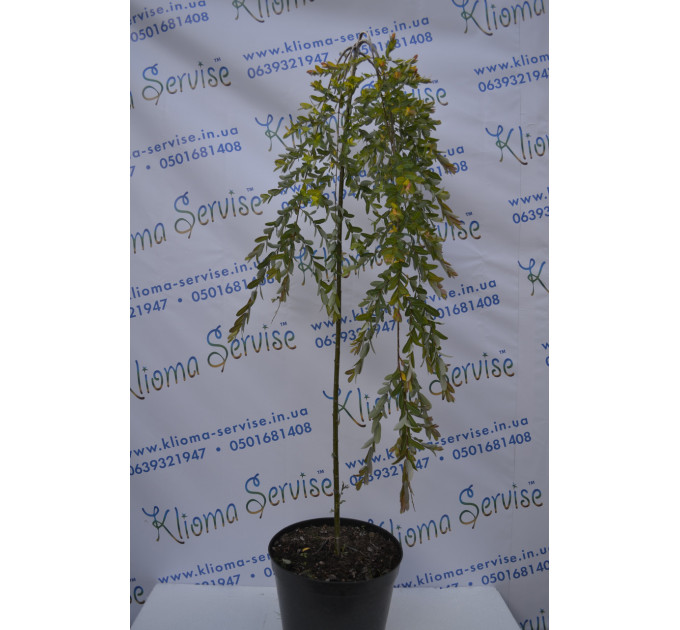 Верба Kilmarnock H 160+ (15л.)