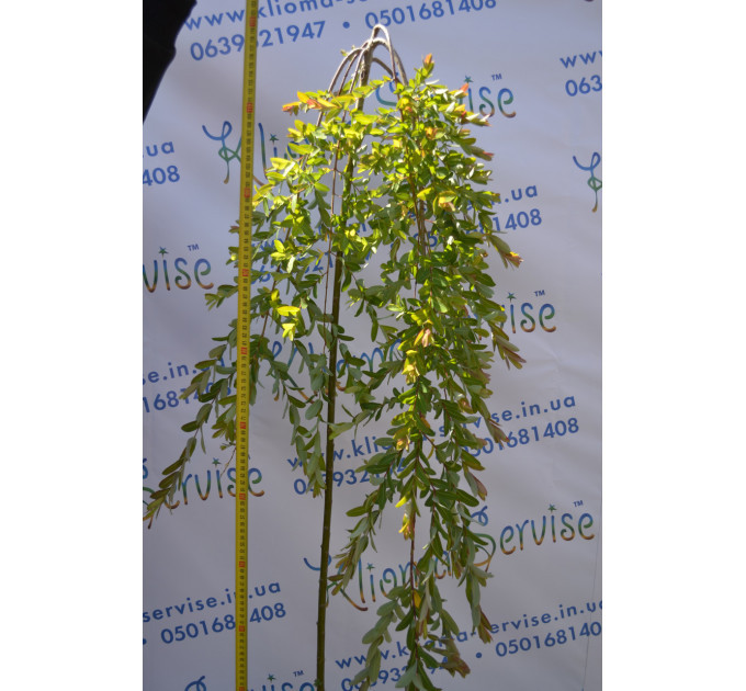 Верба Kilmarnock H 160+ (15л.)