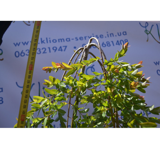 Верба Kilmarnock H 160+ (15л.)