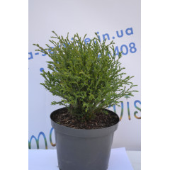 Туя западная Mr.Bowling Ball 20-25см. (2л.)