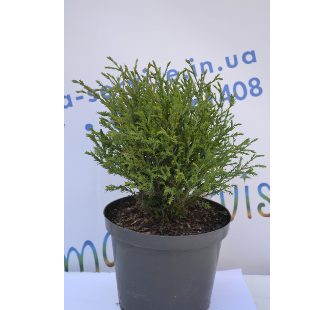 Туя западная Mr.Bowling Ball 20-25см. (2л.)