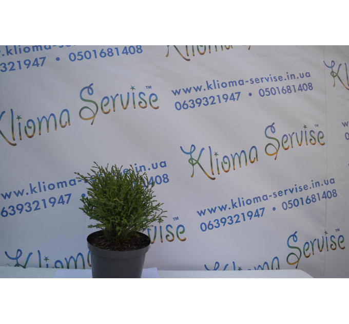 Туя западная Mr.Bowling Ball 20-25см. (2л.)