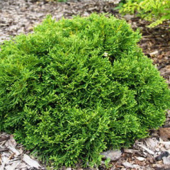 Туя западная «Little Gem», контейнер Р3 H 15-25 см