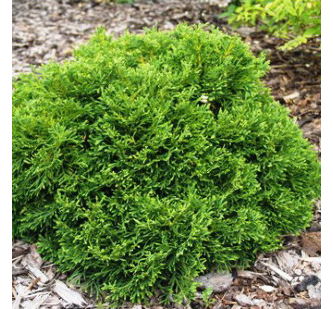 Туя западная «Little Gem», контейнер Р3 H 15-25 см