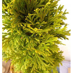 Туя западная Sankist, контейнер р3 H 30-40 см