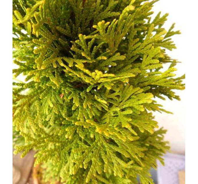 Туя западная Sankist, контейнер р3 H 30-40 см