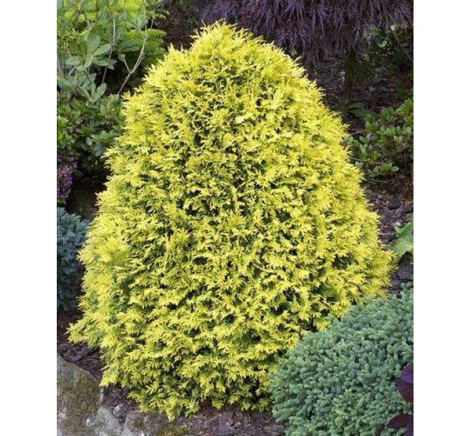 Туя западная Sankist, контейнер р3 H 30-40 см