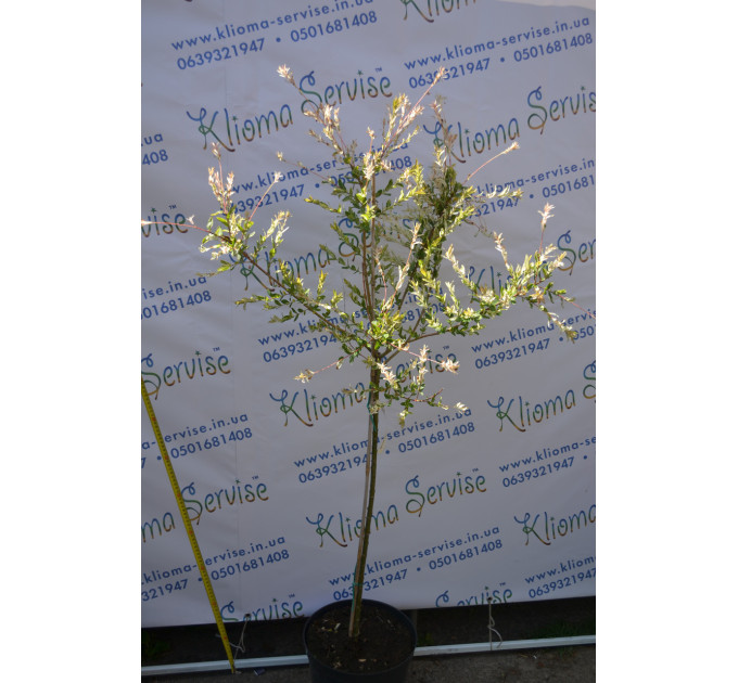 Ива Hakuro-nishiki H 160+ (15 л.)