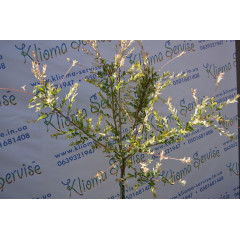 Ива Hakuro-nishiki H 160+ (15 л.)