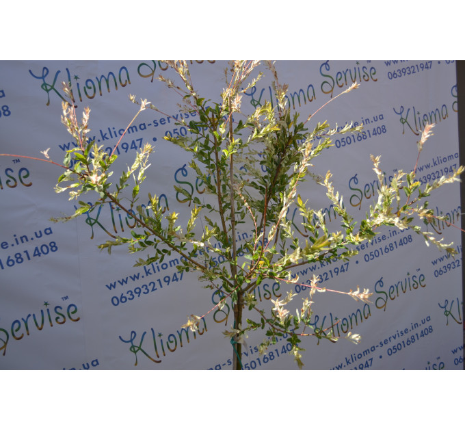 Ива Hakuro-nishiki H 160+ (15 л.)