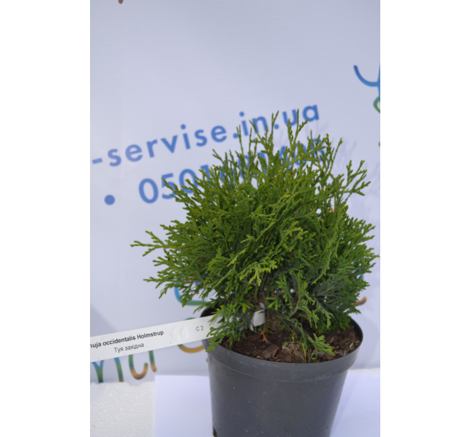 Туя западная "Holmstrup", 50-60 см (7,5л.)
