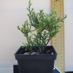 Туя западная Aureospicata, контейнер Р9 H 10-12 см