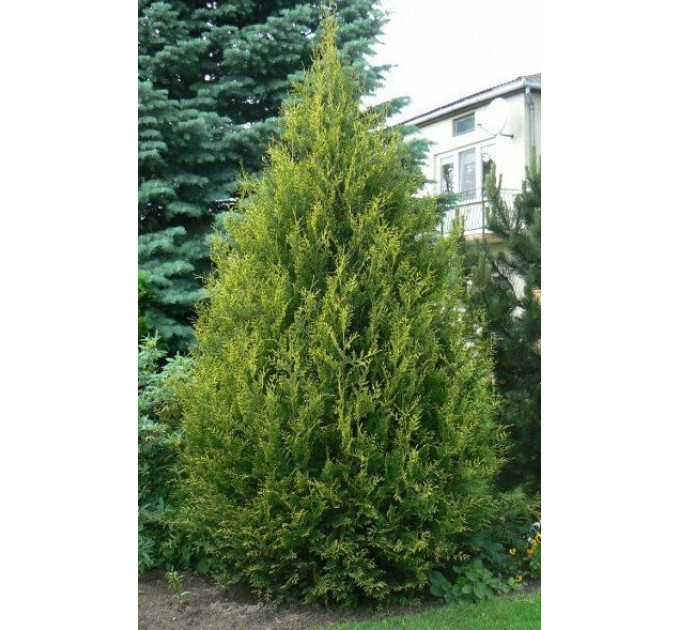 Туя западная Aureospicata, контейнер Р9 H 10-12 см