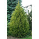 Туя западная Aureospicata, контейнер Р9 H 10-12 см