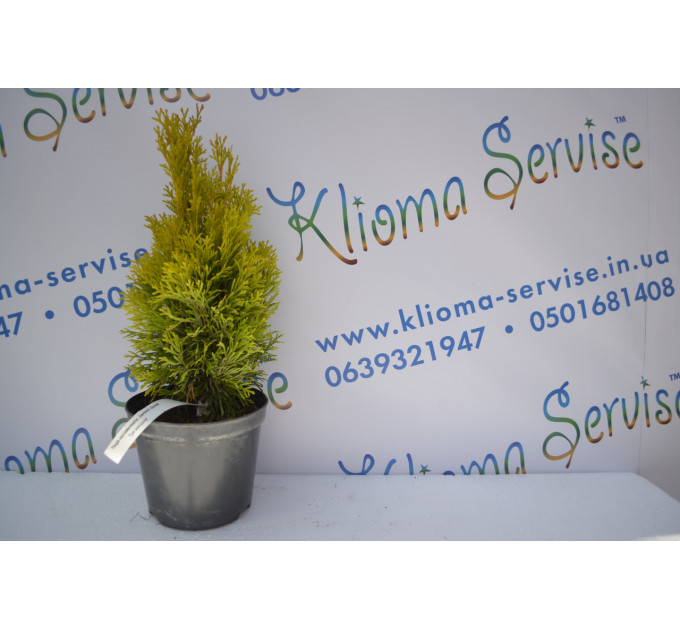 Туя западная "Janed Gold" 30-40 см (2л.)