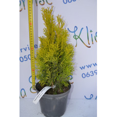 Туя западная "Janed Gold" 30-40 см (2л.)