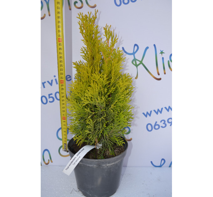 Туя западная "Janed Gold" 30-40 см (2л.)