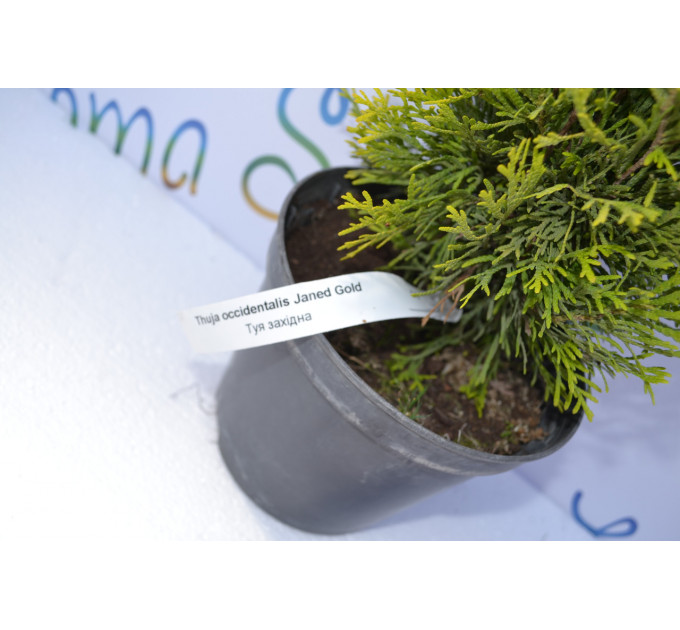 Туя западная "Janed Gold" 30-40 см (2л.)